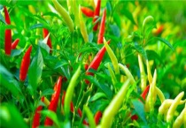 辣椒开花结果期用什么肥料