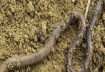 花盆里有蚯蚓好吗？花盆里有蚯蚓怎么办？