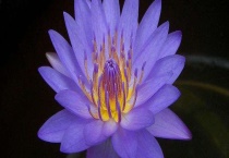 睡莲和荷花的区别？