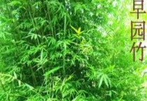 早园竹和青竹区别？
