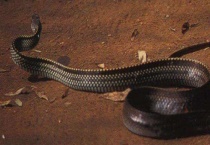 乌梢蛇是保护动物吗？乌梢蛇到底有毒吗？