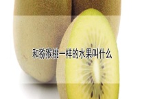 和猕猴桃一样的水果叫什么？