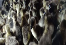 鹅苗该用什么药来预防疾病 鹅苗养殖中有哪些常见的问题