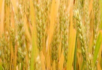 小麦需要什么含量的肥料