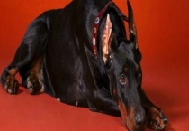 杜宾犬性格怎么样？杜宾犬的饲养多久？