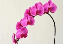 蝴蝶兰和君子兰的区别？