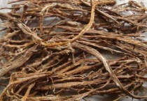 桑树根长什么样