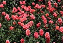 蔷薇花与玫瑰花有什么不同 从枝条、叶子、花朵、花语上区分