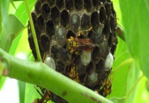 窗外有马蜂窝吉利吗 窗外有马蜂窝怎么多久？