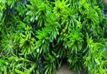 米叶罗汉松小苗的价格大概多少 怎样辨别真伪