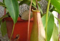 什么是大叶猪笼草