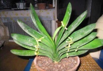 君子兰叶片矫正一般夹几天