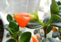 金鱼吊兰适合放哪里