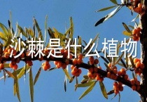 沙棘是什么植物