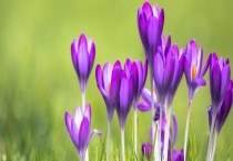 番红花一般花开多久？