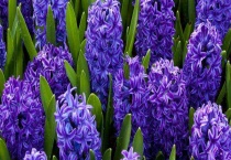 风信子的开花时间 风信子的产地