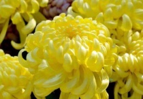 野菊花和菊花的区别？