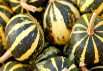 南瓜是窝瓜吗？