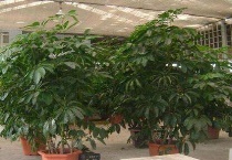 招财树怎么插芊生根快