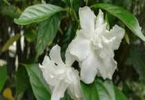 水晶茉莉掉叶怎么办？