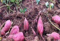 长芽了的地瓜还能不能吃 地瓜如何保存不发芽