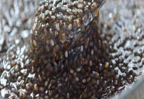 冬季辣椒种子催芽多久？