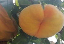 中蟠13号蟠桃的特点