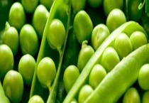 豆荚传播种子的方法 附豆荚基本介绍