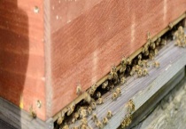 蜂箱的制作方法 蜂箱常见类型