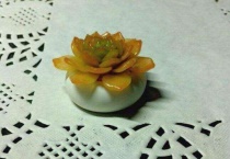 多肉可以施复合肥吗？