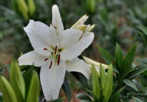 小区常见的花有什么？