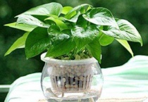 绿萝冻伤的症状