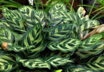 竹芋叶子下垂怎么补救