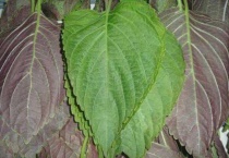 苏子叶就是桑叶吗？