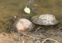 河蚌对鱼的危害