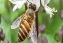 中蜂过箱后为什么跑了 什么时候过箱好