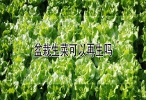 盆栽生菜可以再生吗？