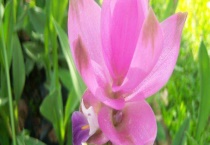 姜荷花叶子打卷的原因？