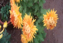 菊花的开花时间 菊花有哪些主要价值