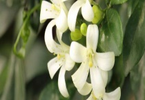 九里香和七里香的区别？