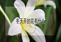 冬天开的花有什么？