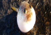 河豚吃什么食物 河豚的种类分布