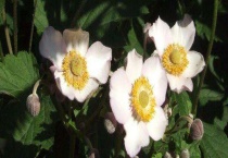 大火草与白头翁的区别？是什么？花色产地均不同