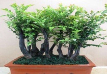 小叶紫檀用深盆吗？