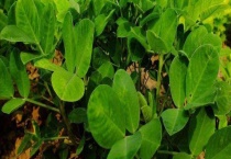 花生苗发黄什么原因？