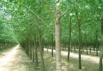 107杨树怎么辨认