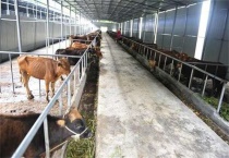 牛圈潮湿怎么办？