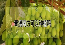 青提南方可以种植吗？