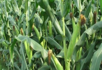 玉米苗生长缓慢什么原因？