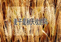 麦子是秋天收的吗？